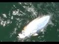 Tarpon Fishing Video