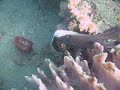 Skunk Octopus Swimming Across The Reef