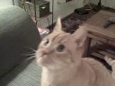 Ulysses getting treats