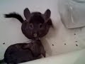 Chinchilla Family Dust Bath in the Tub