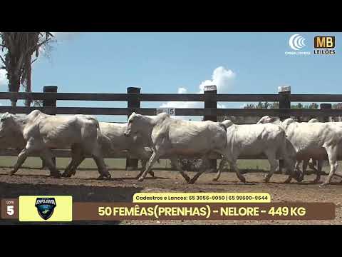 1� LEIL�O EXPOJUINA - 2026