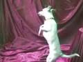 Dancing Pom-Chi