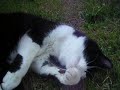 The Cats on the Grass
