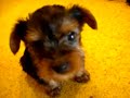 Silky Terrier Puppies 6 weeks old