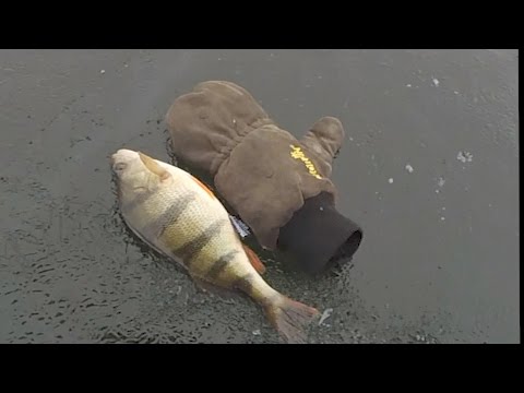 наша рыбалка видео окунь глухозимье 2 наша рыбалка видео окунь глухозимье 2