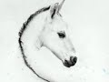 The Horses of my Dreams The Horses of my Dreams