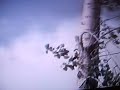 rolla tornado