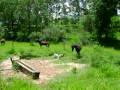 pity bull atacando cavalo