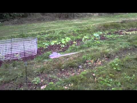 how to grow sugar snap peas on a trellis