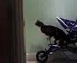 My Cat In A Pram...