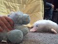 Webkinz Candy Mountain