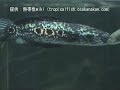 ???????????????????????????????????Channa pleurophthalma ???????????????????????????????????Channa pleurophthalma