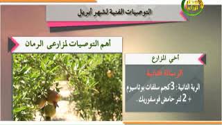 توصيات زراعية| تعرف على اهم التوصيات لمزارعي الرمان خلال شهر ابريل 2020