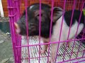 Baby Pig at a pet store in the mall Baby Pig at a pet store in the mall