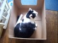Catnip Trip pt1 Catnip Trip pt1