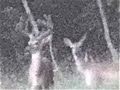 Monster-Bucks-Fight-