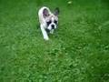 French bulldog & dashhound puppies at play