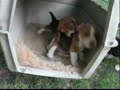Szczeniaki beagle - miot \"S\" w wieku 5 tygodni Szczeniaki beagle - miot \"S\" w wieku 5 tygodni