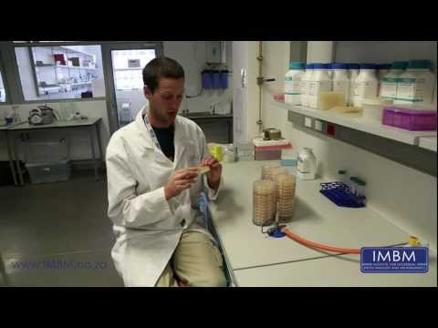 how to isolate a strain on agar