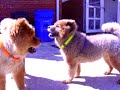 Watch 'Perros chow chow jugando'