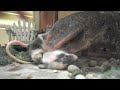 savannah monitor eats 2 feeder mice savannah monitor eats 2 feeder mice