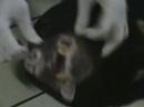 Borneo Orangutan Volunteer: Sun bear knockdown and transfer