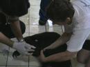 Borneo Orangutan Volunteer: Sun bear knockdown and transfer Borneo Orangutan Volunteer: Sun bear knockdown and transfer