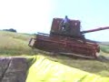 Bizon