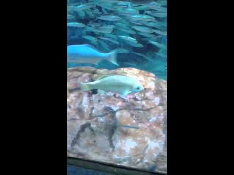 how to vent aquarium fish