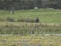 Bodmin Moor, September 2006