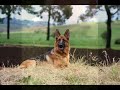 GERMAN SHEPHERD - IMAGE COLLECTION -- II GERMAN SHEPHERD - IMAGE COLLECTION -- II