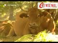 Censenal - Telemadrid