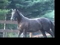 Black Andalusian for Sale - Broodmare - Belleza Black Andalusian for Sale - Broodmare - Belleza