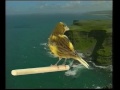 Naturaves - (Postura) Fife Fancy.avi
