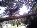 Monkies in the City of Puerto Princesa