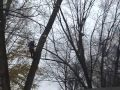 MikePoor Crane Removal