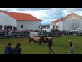  Luta de touros do Sr. Arnaldo - Feira do Pão 2016