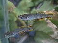 fundulopanchax gardnieri