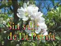 primavera
