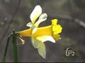 primavera