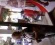 videos de CARLUCCIO