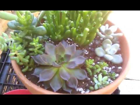 how to transplant echeveria