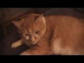 MOV001