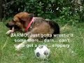 Jarmo the WonderDog Jarmo the WonderDog