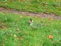videos de Squirrel Juggles A Horse Chestnut