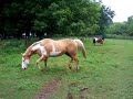 paint geldings playing and teasing dogs