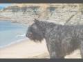 Bouvier des Flandres - 