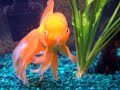 goldfish-aquarium-1.html