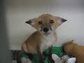 Cute fox making noises