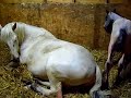 Fewspot appaloosa filly....life begins!